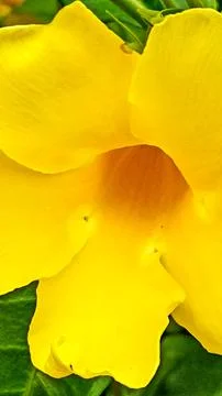 Alamanda flowers Stock Photos