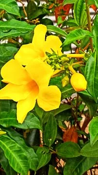 Alamanda flowers Stock Photos