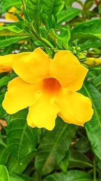 Alamanda flowers Stock Photos