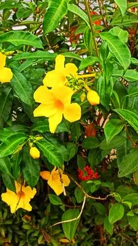 Alamanda flowers Stock Photos