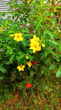 Alamanda flowers Stock Photos
