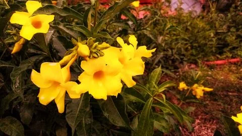 Alamanda flowers Stock Photos