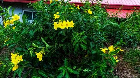 Alamanda flowers Stock Photos