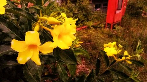 Alamanda flowers Stock Photos