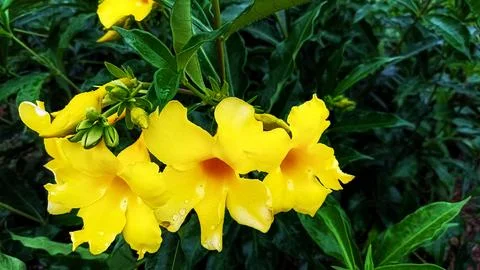 Alamanda flowers Stock Photos