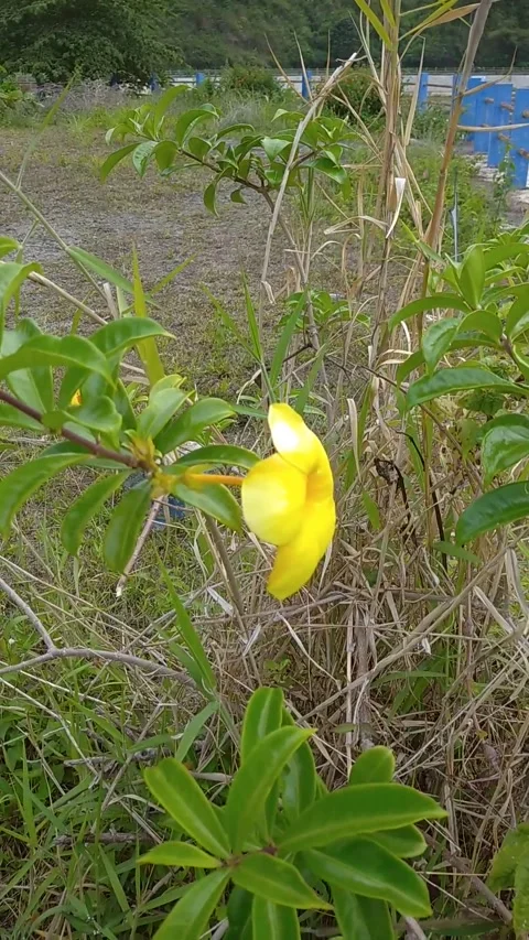 Alamanda Stock Footage 219209030
