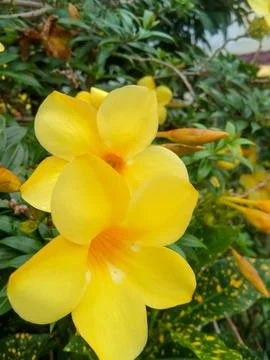 Alamanda Stock Photos