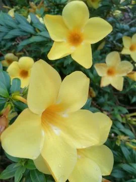 Alamanda Stock Photos