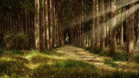 Alameda Forest Foto stock