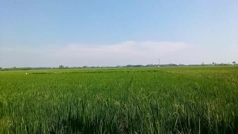 Alam(nature) Video stock 241767314