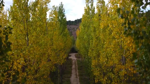 Alamos Stock Footage 139958691