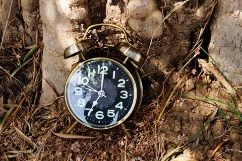 Alarm o'clock showing 7 o'clock on soil near to tree Stock Footage 288827707