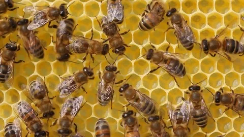 Alarmed bees. They quickly move around the honeycombs Stock Footage 122999460