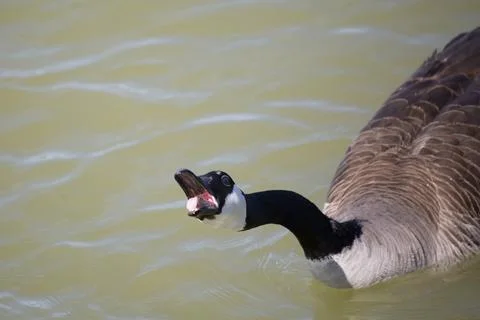 Alarmed Canada Goose Stock Photos