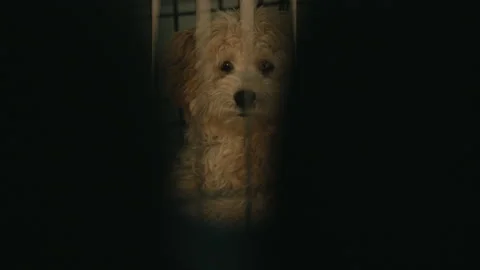 Alarmed dog in dark cage Stock Footage 288271077
