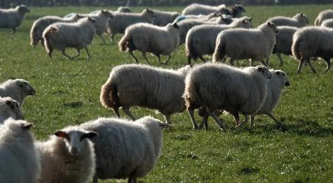 Alarmed sheep flock Stock Photos