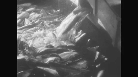 ALASKA: 1930s: fish ejected into container in factory. Hand loads machine 動画素材 76032423
