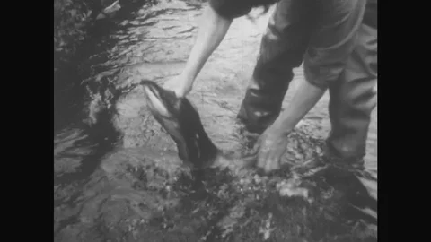 ALASKA: 1930s: man catches fish with hands. Teeth inside fish mouth Stock Footage