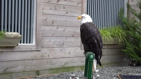 Alaska American Bald Eagle Vídeos de archivo 254647747