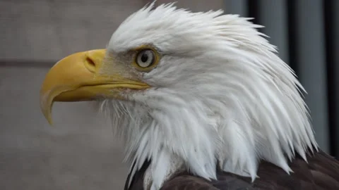 Alaska American Bald Eagle Video stock 254648025
