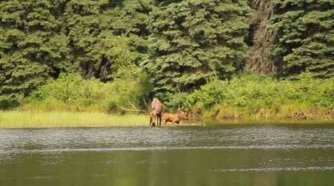 Alaska Animals River Trees Stock Footage 38774738