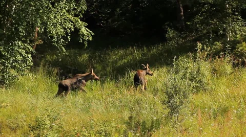 Alaska Animals Road Trees Stock Footage 38774655