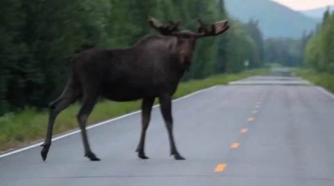 Alaska Animals Road Trees Stock Footage 38774718