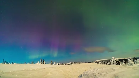 Alaska Aurora 5 Snow Trees 스톡 동영상 240889495
