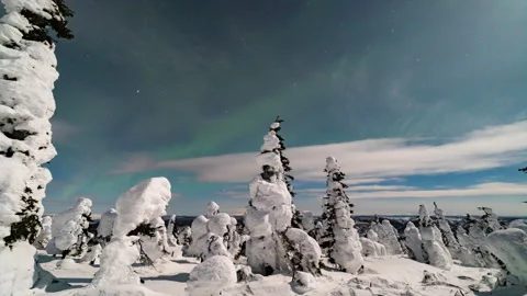 Alaska Aurora 7 Snowtrees 스톡 동영상 240890088