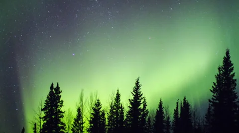 Alaska, Aurora Borealis Explodes Through Trees  Stock Footage 36287687