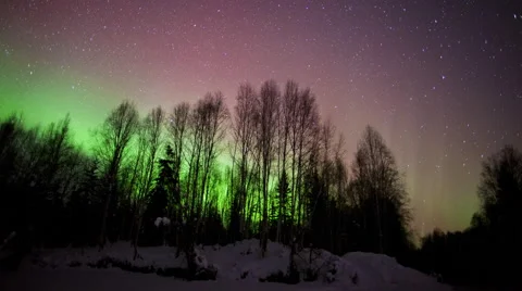 Alaska Aurora Borealis explodes through trees Stock Footage 61767174
