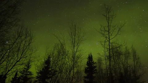 Alaska Aurora Borealis through trees Stockbeeldmateriaal 61768042