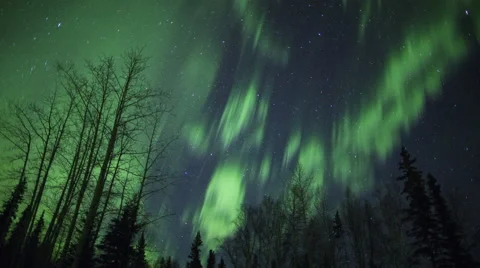 Alaska Aurora Borealis through trees Stockbeeldmateriaal 61901803
