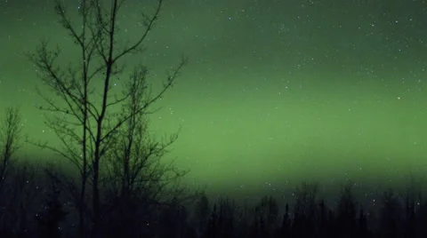 Alaska Aurora Borealis through trees Stock Footage 61957289