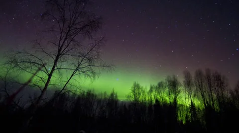 Alaska, Aurora lights through trees #1 Stock Footage 36282741