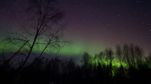 Alaska Aurora lights through trees Stock Footage 61767997