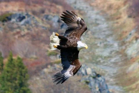 Alaska Bald Eagle in Flight Stock Photos