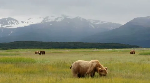 Alaska Bear Country Stock Footage