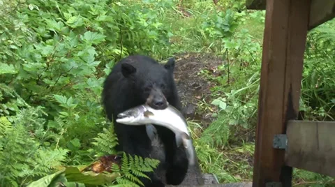 Alaska Bear Cub Stock Footage 35620261