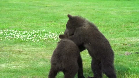 Alaska Bear Cubs Stock Footage 156770018