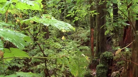 Alaska Bear Video stock 47859048