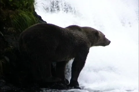 Alaska Bear &amp; salmon at falls 스톡 동영상 464726