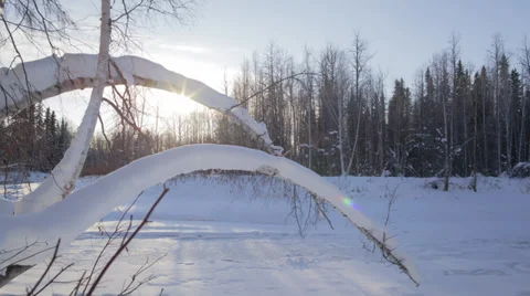 Alaska, Birch trees over river #1 Stock Footage 36632442
