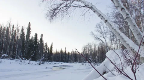 Alaska, Birch trees over river #1 Stock Footage 36633363