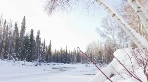 Alaska Birch trees over river Stock Footage 61720564