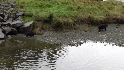 Alaska Black Bear and Cub Walking Along a River Stock-Footage 254647997