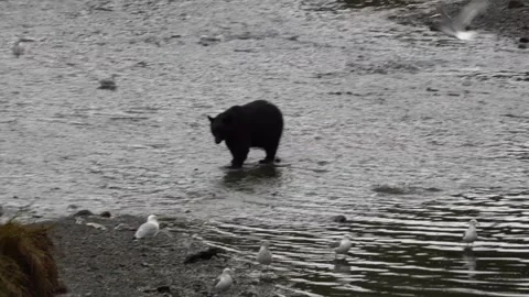 Alaska Black Bear and Cub Walk Across the Water Stock-Footage 254648002