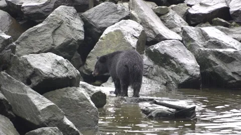 Alaska Black Bear Climbing Over Rocks Vídeos de archivo 254648430