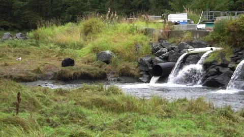 Alaska Black Bear Eats a Salmon Video stock 254648426