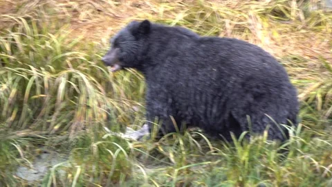 Alaska Black Bear Eats a Salmon Stock-Footage 254648509